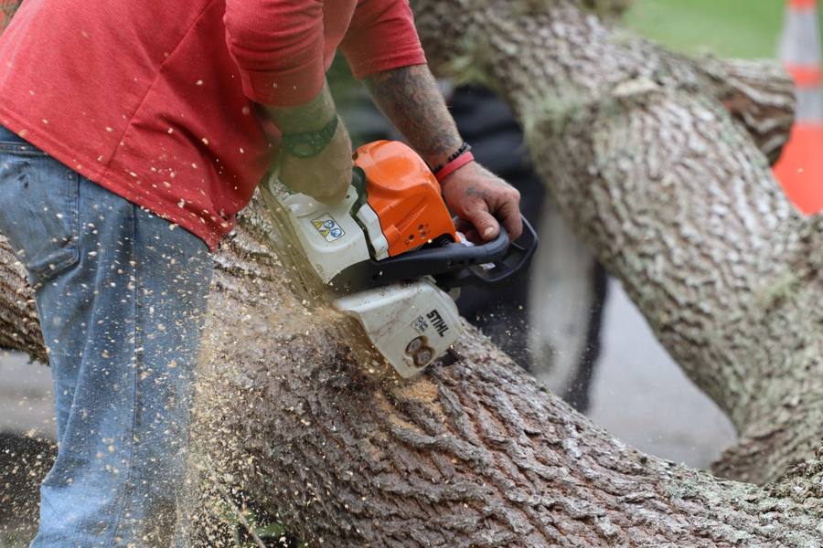 Bucking a removed hardwood into firewood lengths